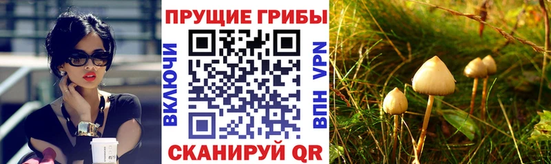 где продают наркотики  Маркс  Галлюциногенные грибы Psilocybine cubensis 